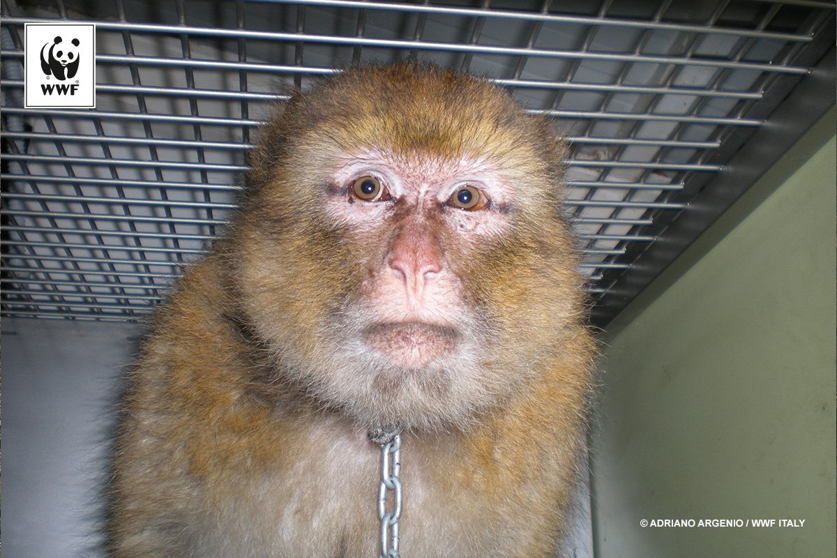 WWF España 🐼 Twitter पर: "Este macaco fue salvado de una triste existencia  cuando iba a ser vendido como una mascota. El comercio de vida silvestre  mata, ¡nunca compres! #STOPtraficoespecies https://t.co/ozhE6A29R2" /