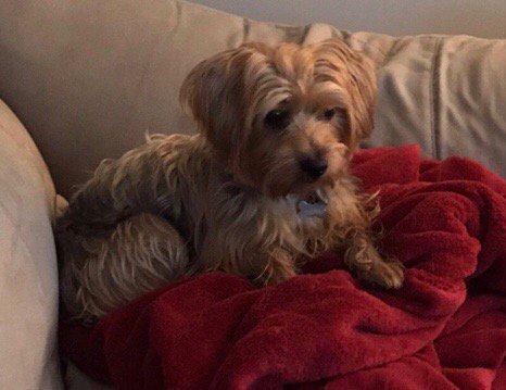 dmic75's tweet photo. #NationalPuppyDay https://t.co/qm1Kbze8Fo