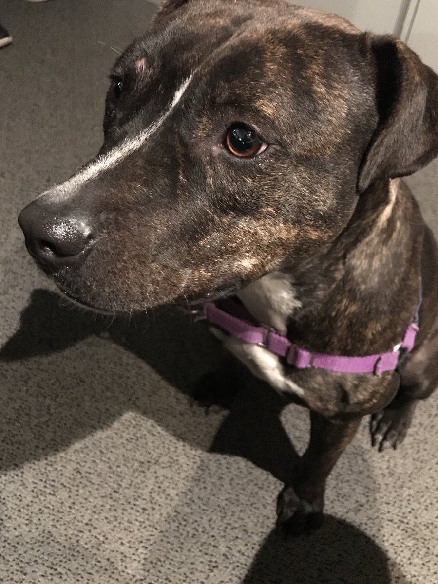 clearwater humane society