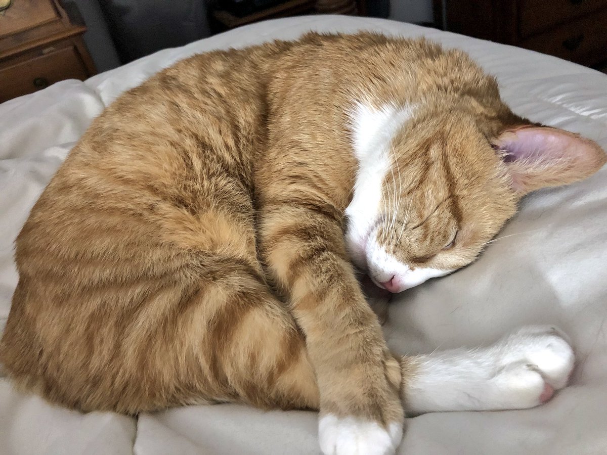 imnachocat's tweet photo. sleeeeeeepy kitty https://t.co/dryjNQ58C5