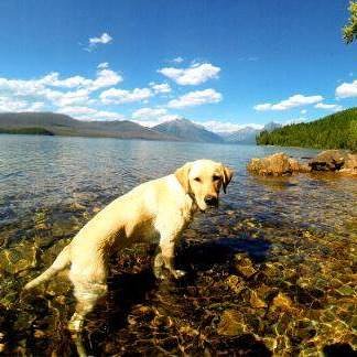DeMiloTheDog's tweet photo. @KING5Seattle Back when my @ccicanine Service Dog @DeMiloTheDog was a puppy in @GlacierNPS https://t.co/Cs4Gmqj3LB
