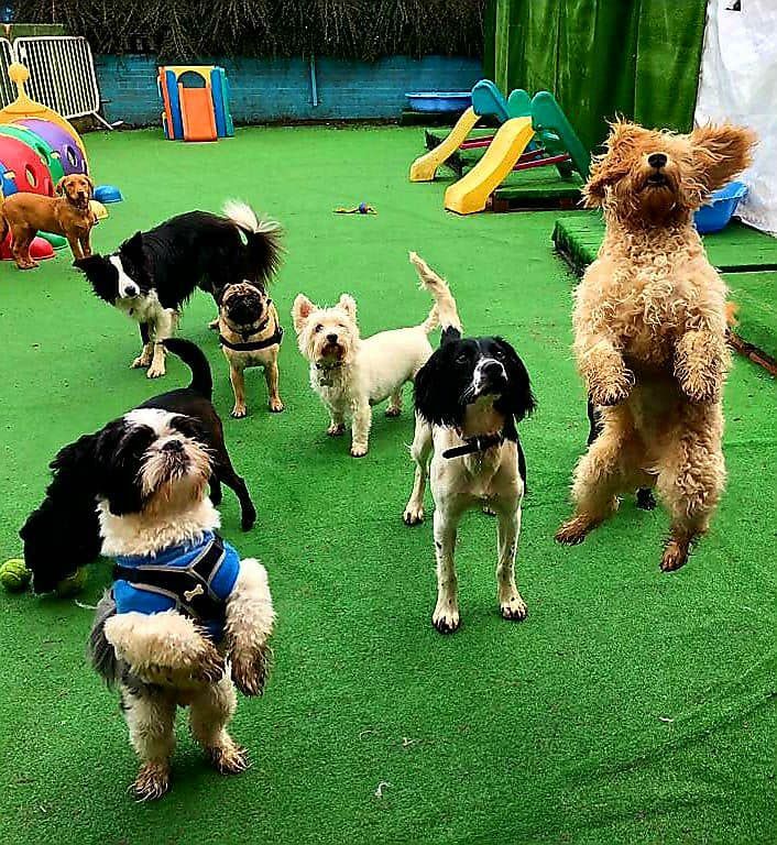 doggy day care sharston
