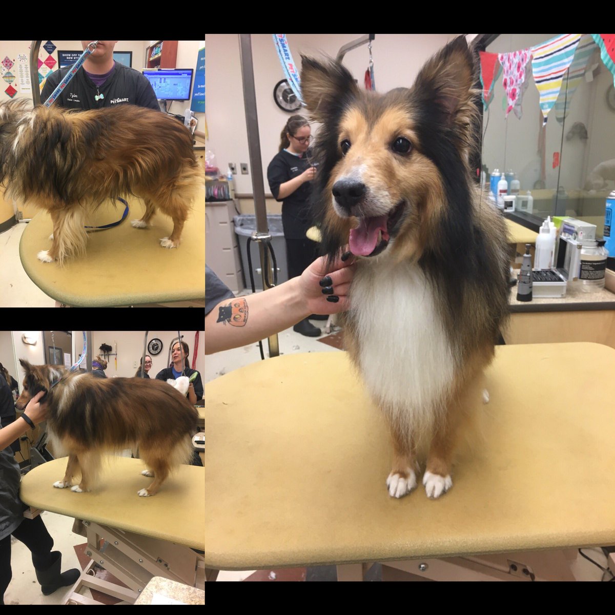 Petsmart NH tweet media
