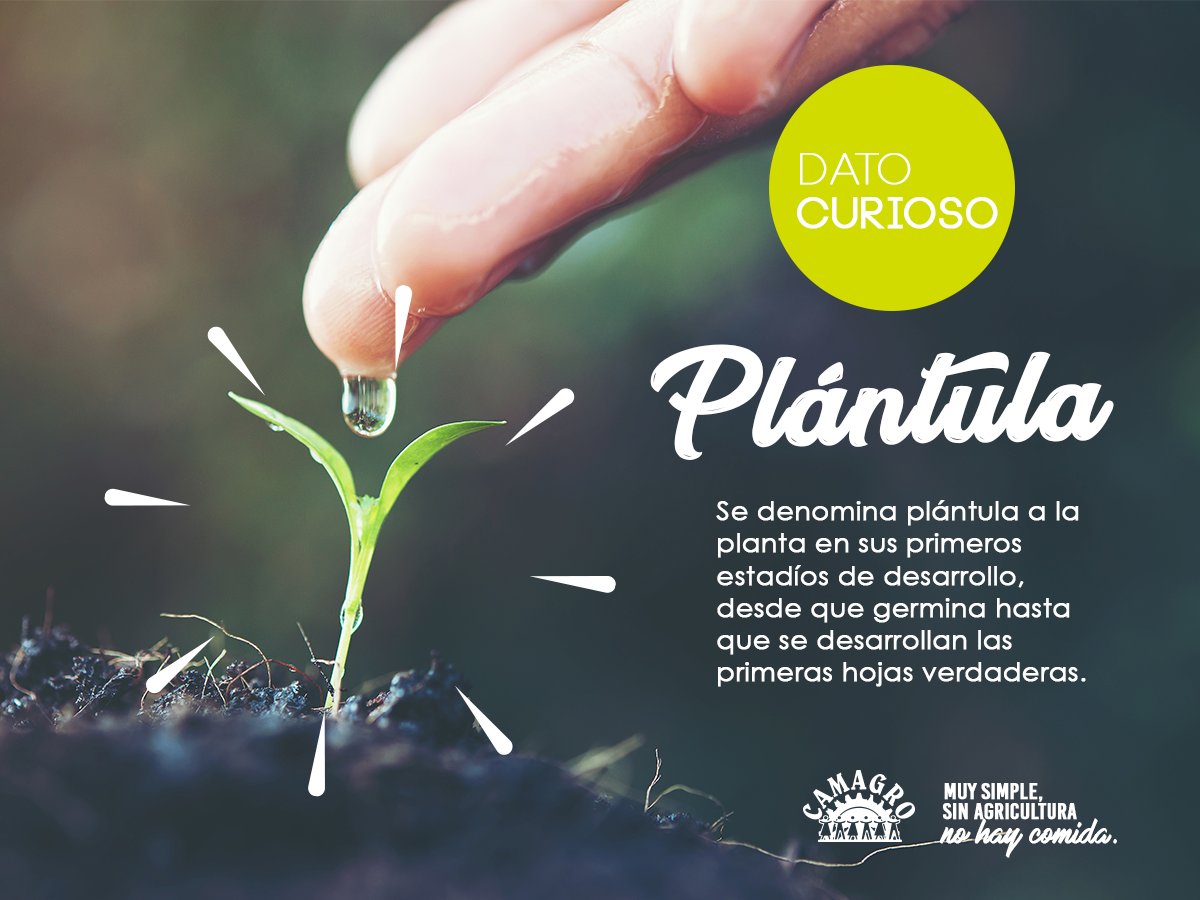 ¿Sabes que significa "Plántula"?

#CAMAGRO #MuySimpleSinAgriculturaNoHayComida
