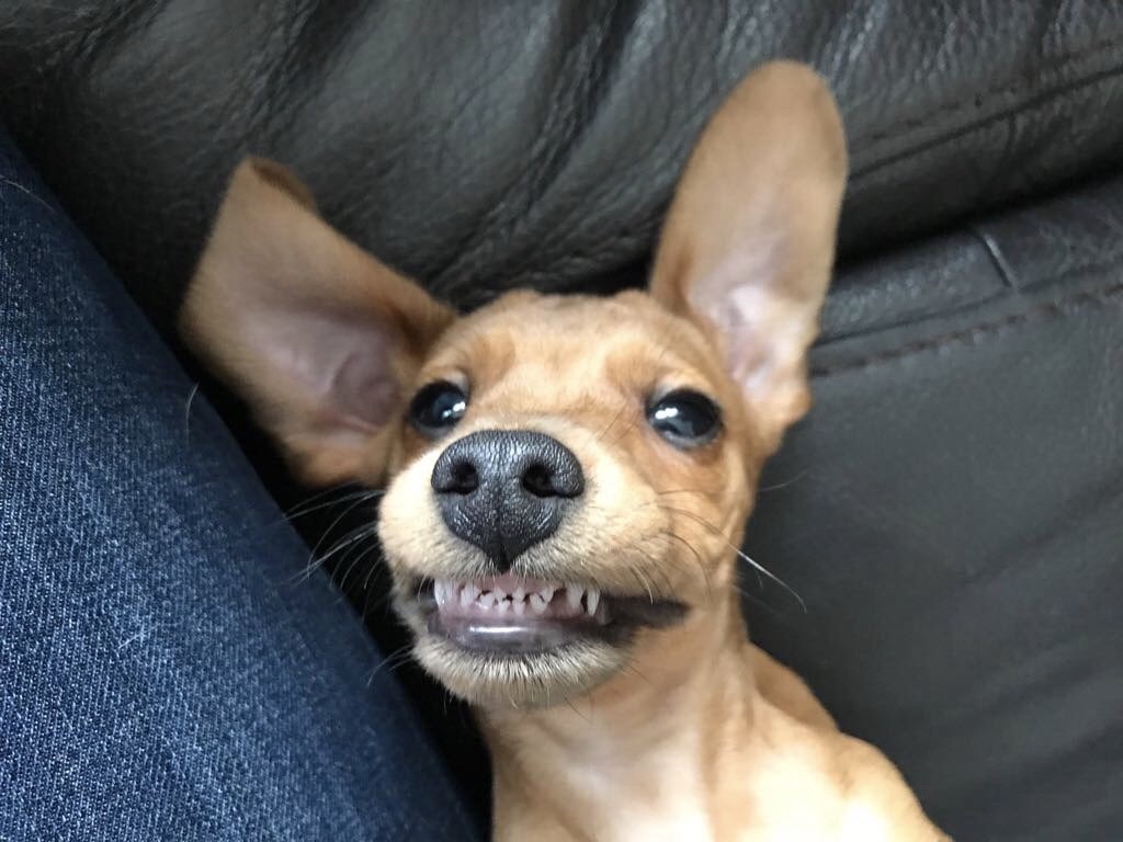 janeyirwin18's tweet photo. @boohoo #boohoo Penny needs to win 💕🐶💝 https://t.co/CrDatSsicf