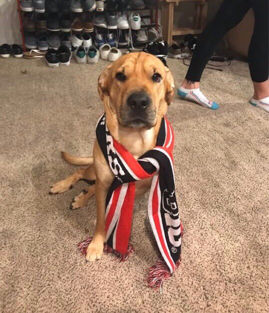 RUAthletics's tweet photo. Do you put your puppy in clothes to make yourself laugh?

If yes, you’d be happy to know that it’s #NationalPuppyDay! Tweet us your Good Boys and Girls in PAWsome Rutgers apparel! 🐶👕

#GoRU l 🛡⚔️ https://t.co/SpybUd9IV8