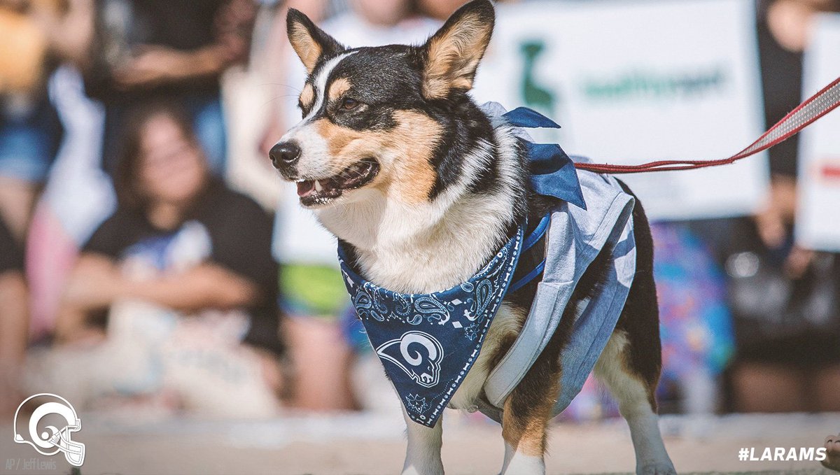 los angeles rams dog jersey