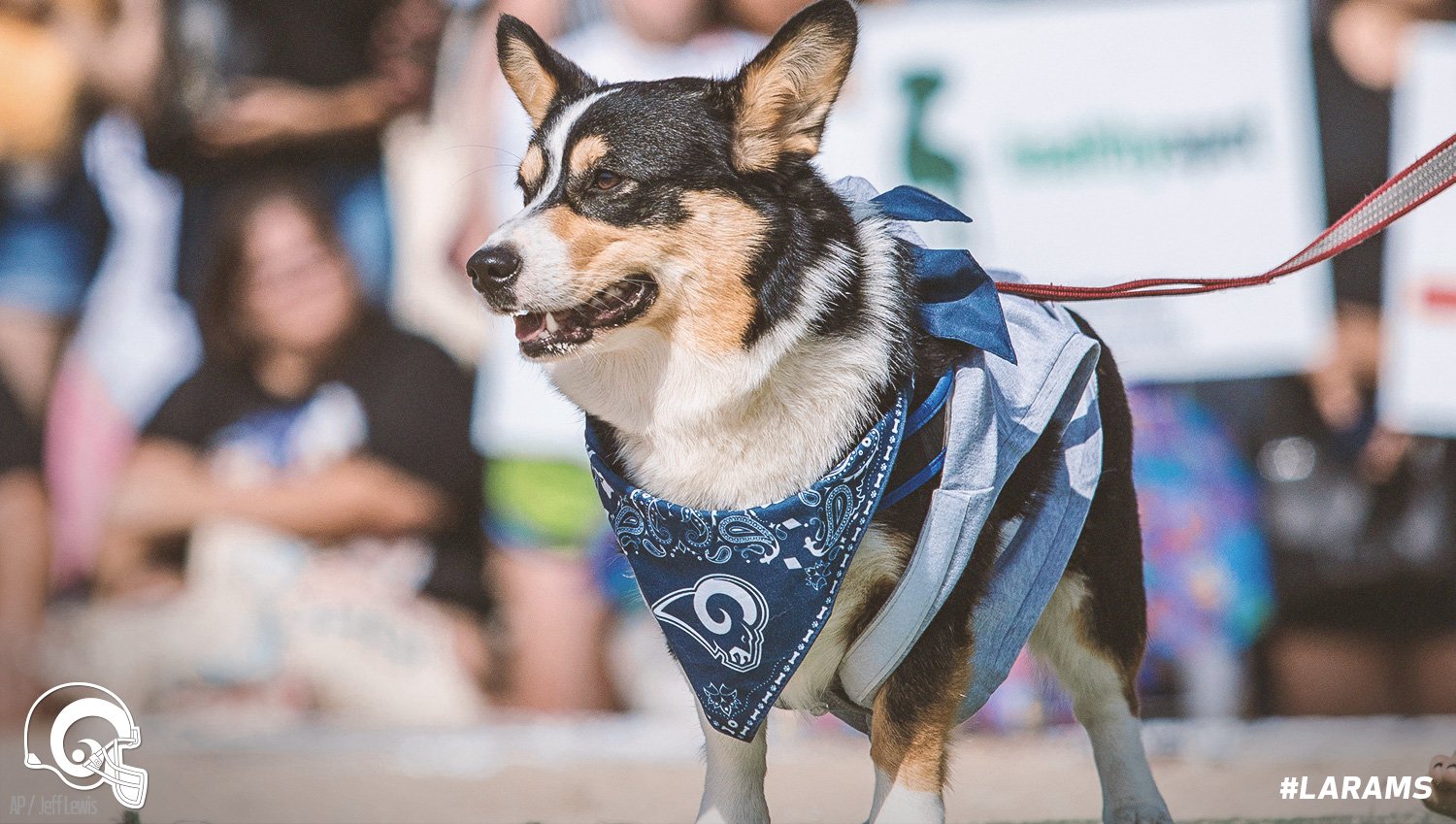 la rams dog jersey