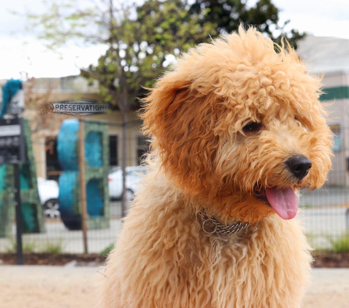 Happy #NationalPuppyDay! For all you Sacramento residents, did you know our shop is located directly across from the <a href="/TruittBarkPark/">Truitt Bark Park</a>? Treat your puppy to a playdate at the park and come see us to treat yourself too! #puppy #doggo #foodie #yum