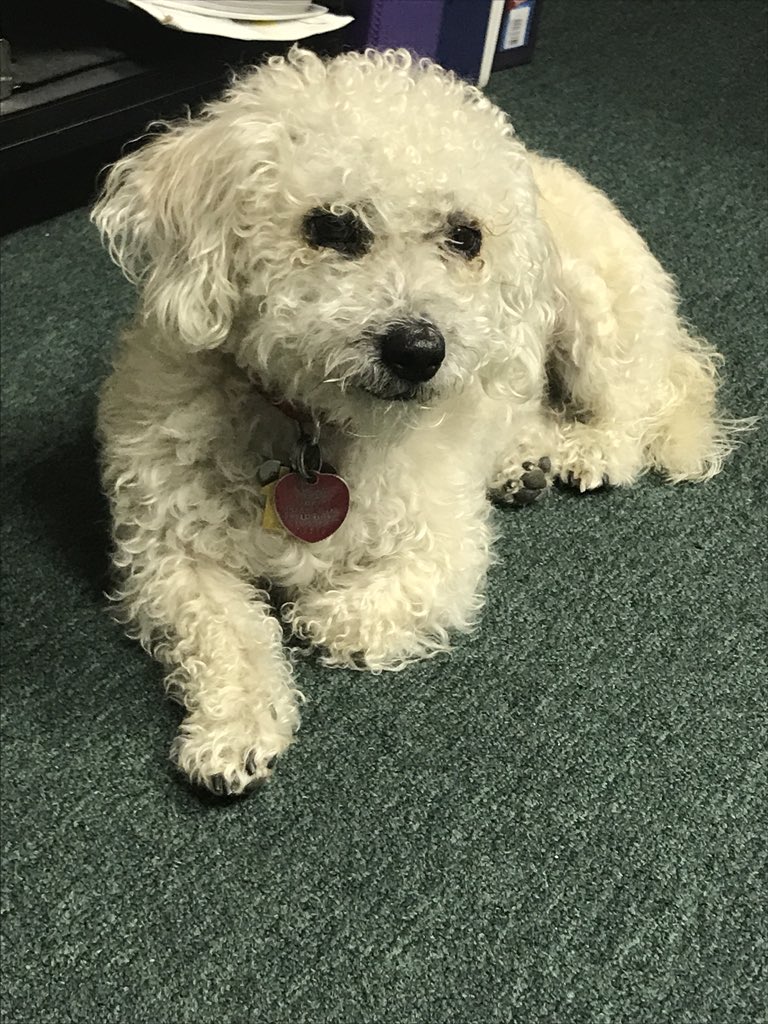 pszub's tweet photo. Coco the #Gulfton rescue dog #NationalPuppyDay https://t.co/CQHDcTBdsm