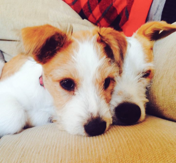 DogsMatterDevon's tweet photo. It's #NationalPuppyDay https://t.co/XVXzXM5agT