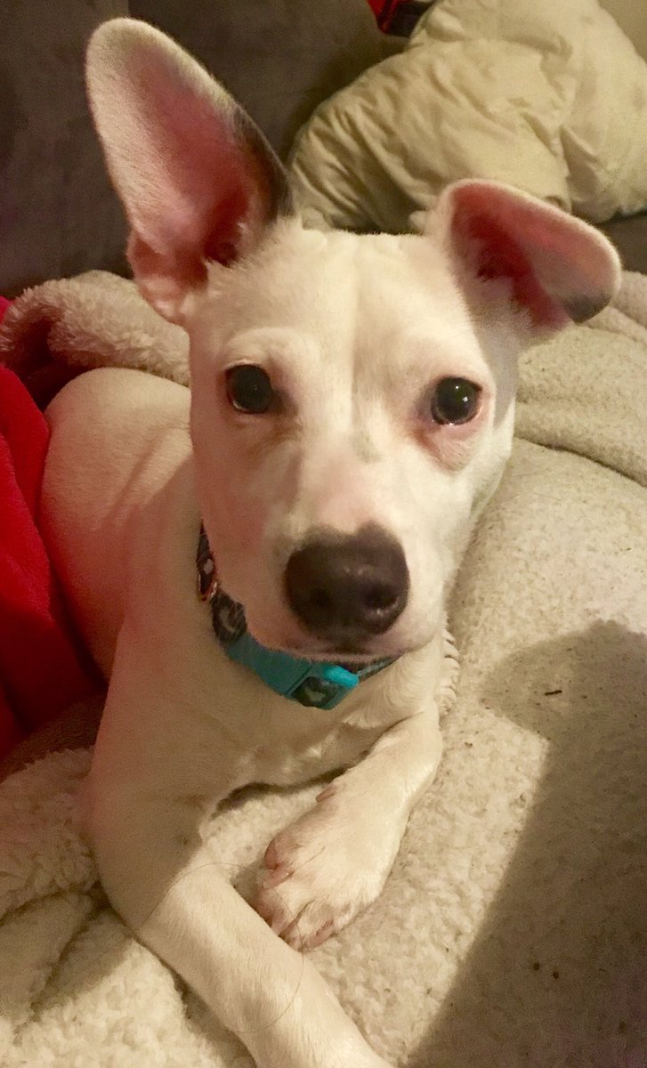 seantpdaly's tweet photo. @theCHIVE “Did someone say treat?!” 
-Lincoln
#kcco #Chiveon #NationalPuppyDay https://t.co/Wry3oYuXnr