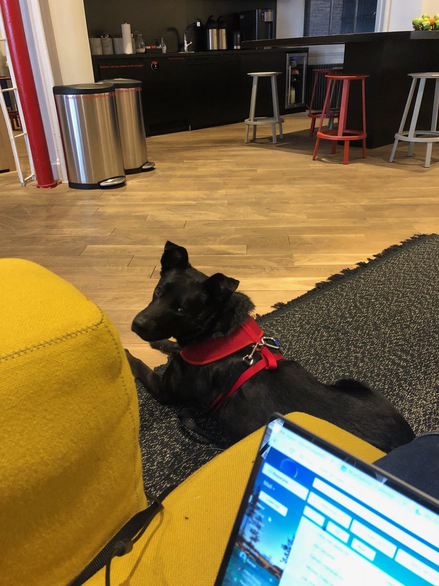 Abby is a big hit in our office... @ThinkRiseNY #NationalPuppyDay