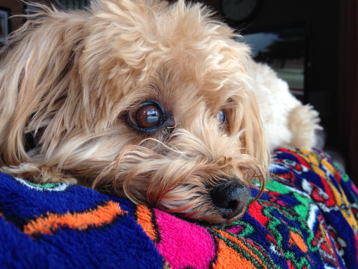 Fwalsh's tweet photo. One for #NationalPuppyDay https://t.co/8bUzDRzlCs