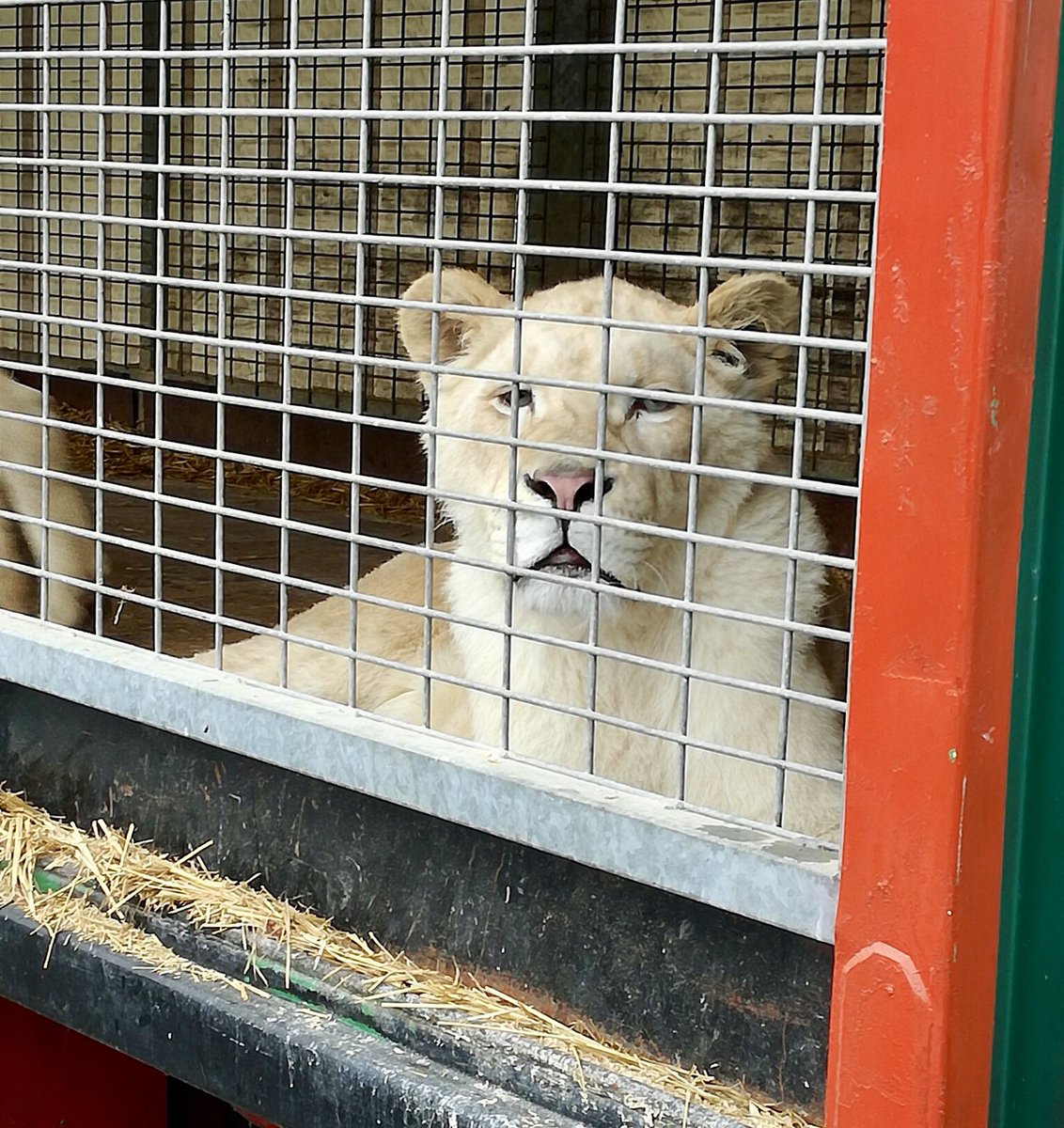 30millionsdamis's tweet photo. Bonjour @LeaderPrice, pourquoi accepter d’accueillir la souffrance animale sur votre parking dans la ville de @a_saint_quentin ? Pourquoi ne pas faire le choix d’un #CirqueSANSanimaux ? Une explication ? https://t.co/sZlzQjbfPe