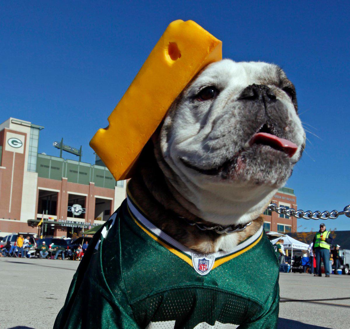 packers's tweet photo. If you haven't heard, it's #NationalPuppyDay!

So let's see your #PackersPup! 🐶 https://t.co/3IzfX1SDSs