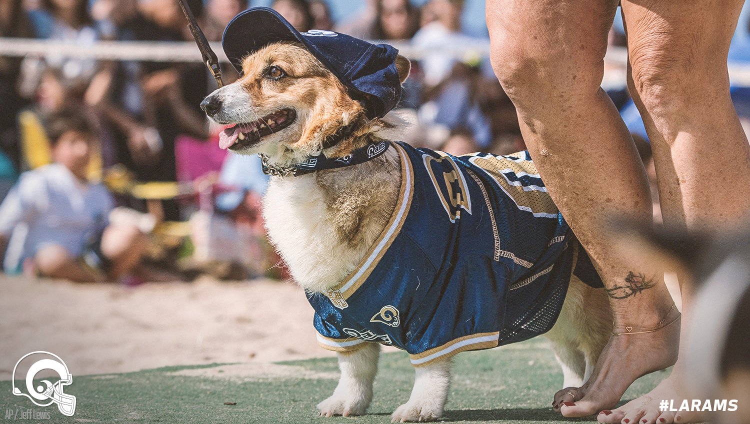 la rams dog jersey