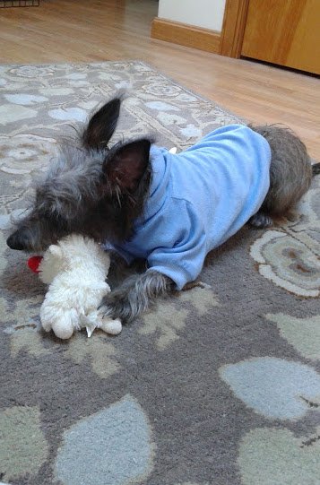 It's a bad case of puppy love going around here at Group Two! #PuppyDay 🐶 ❤️