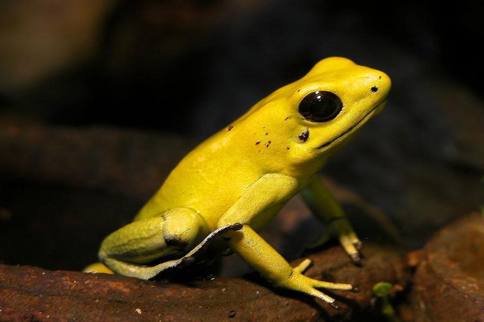 Colombia necesita USD 4,8 billones para conservar su biodiversidad a 2030 tinyurl.com/y7w5grt3