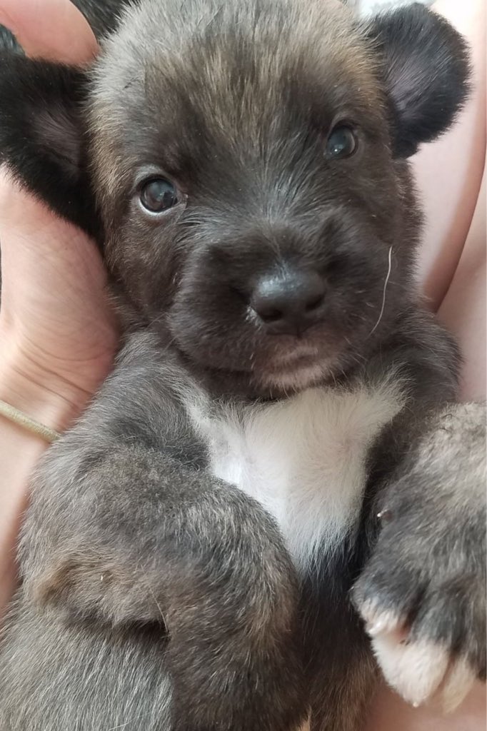 cute irish wolfhound