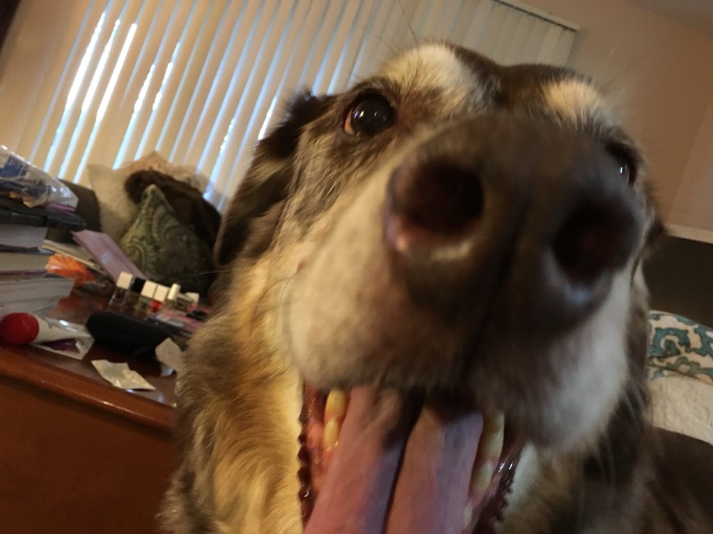 PaullaTilton's tweet photo. #NationalPuppyDay He swears he is still a puppy! https://t.co/7DdmApyGaX