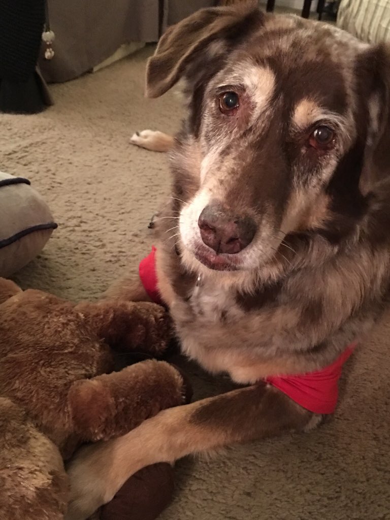 PaullaTilton's tweet photo. #NationalPuppyDay He swears he is still a puppy! https://t.co/7DdmApyGaX