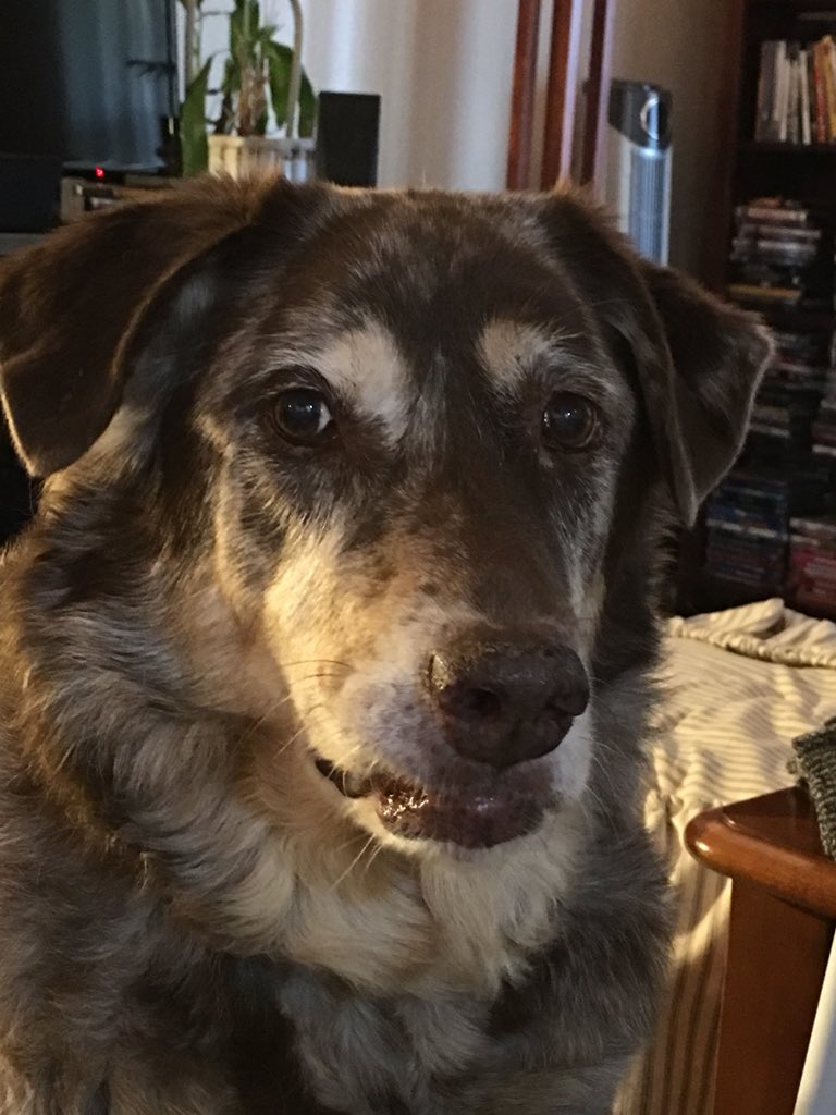 PaullaTilton's tweet photo. #NationalPuppyDay He swears he is still a puppy! https://t.co/7DdmApyGaX