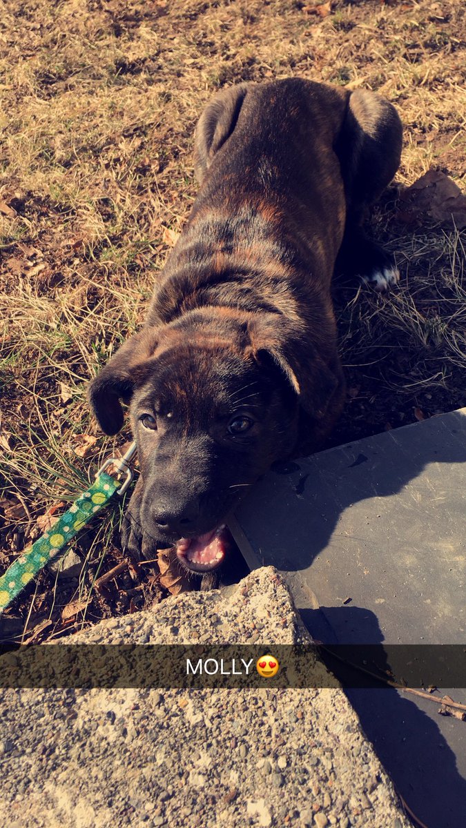 Ry_paige03's tweet photo. Happy National Puppy day! Love you Molly https://t.co/1oGXiPMnth