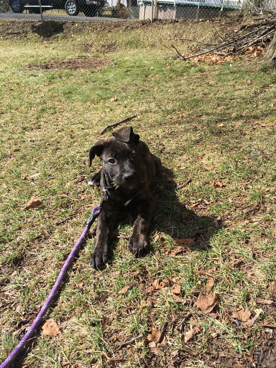 Ry_paige03's tweet photo. Happy National Puppy day! Love you Molly https://t.co/1oGXiPMnth
