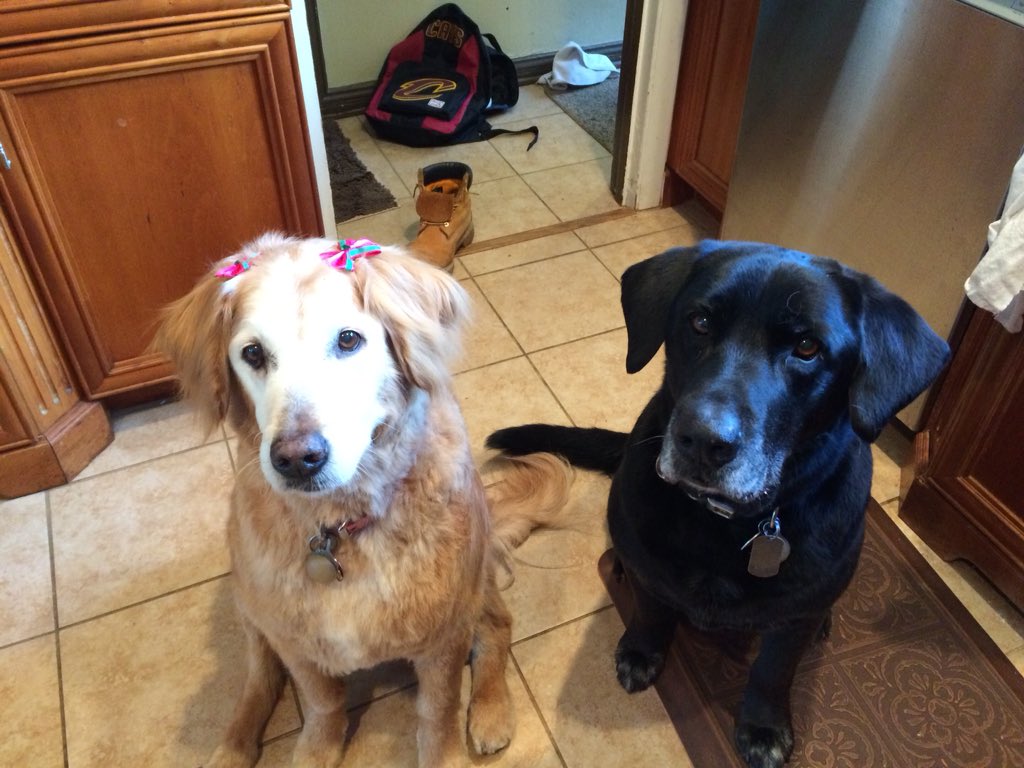roedere2001's tweet photo. @dog_rates @dog_feelings Batman &amp; Mazy https://t.co/gYZnSAV5pN