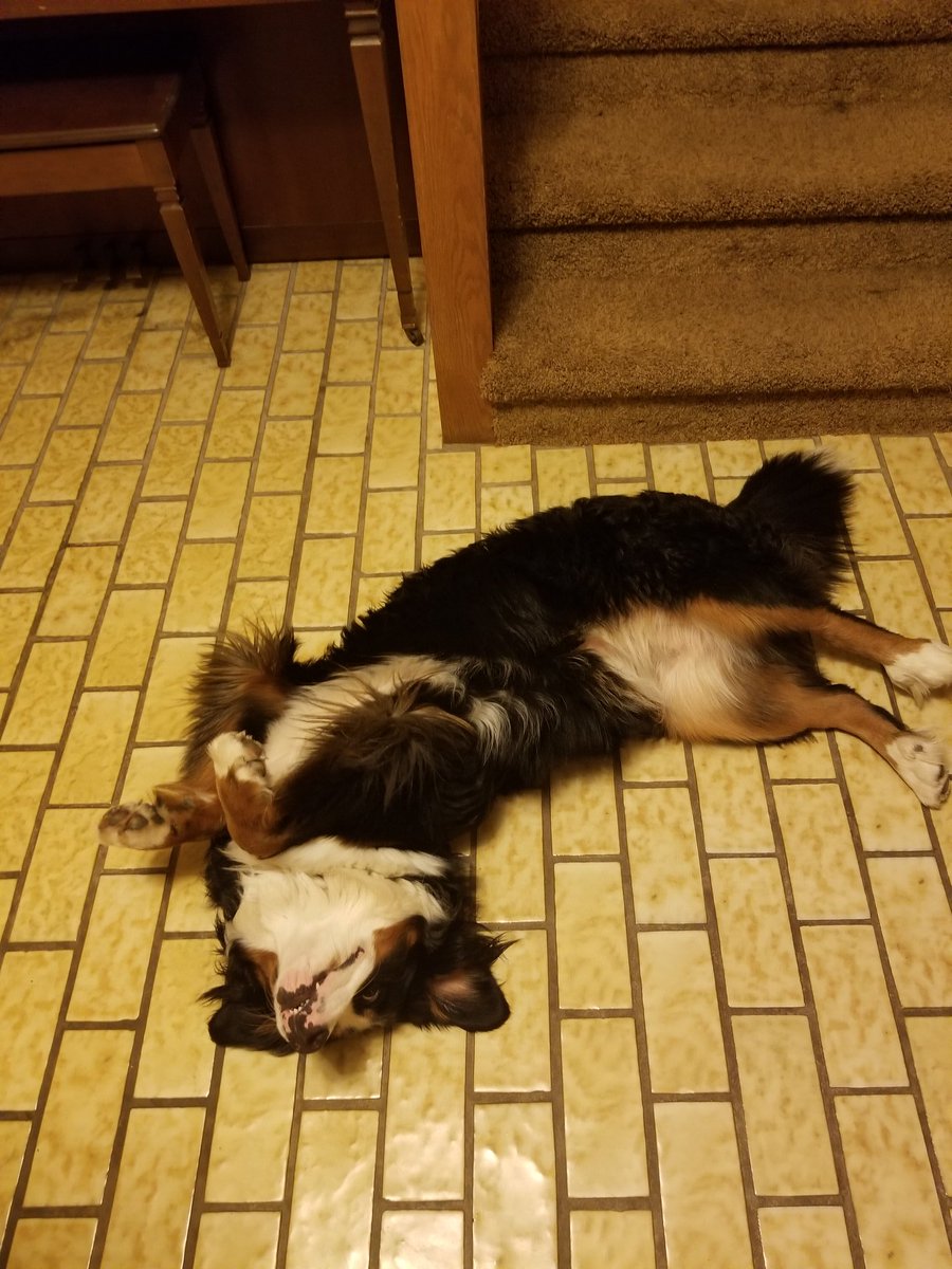 worldhistbuff's tweet image. Frankie in her normal position
#bernese
#nationalpuppyday