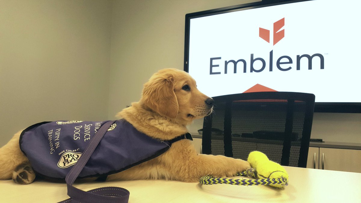 breannaroycroft's tweet photo. It's been a ruff #NationalPuppyDay here @Emblem_Corp HQ getting ready for next Friday's Easter Egg Hunt in support of @NatlServiceDogs - You can support Charm and her fellow pups at https://t.co/YJOqsoPf7E #NSDHuntTO #NSDHunt2018 https://t.co/izcnYtoBP6