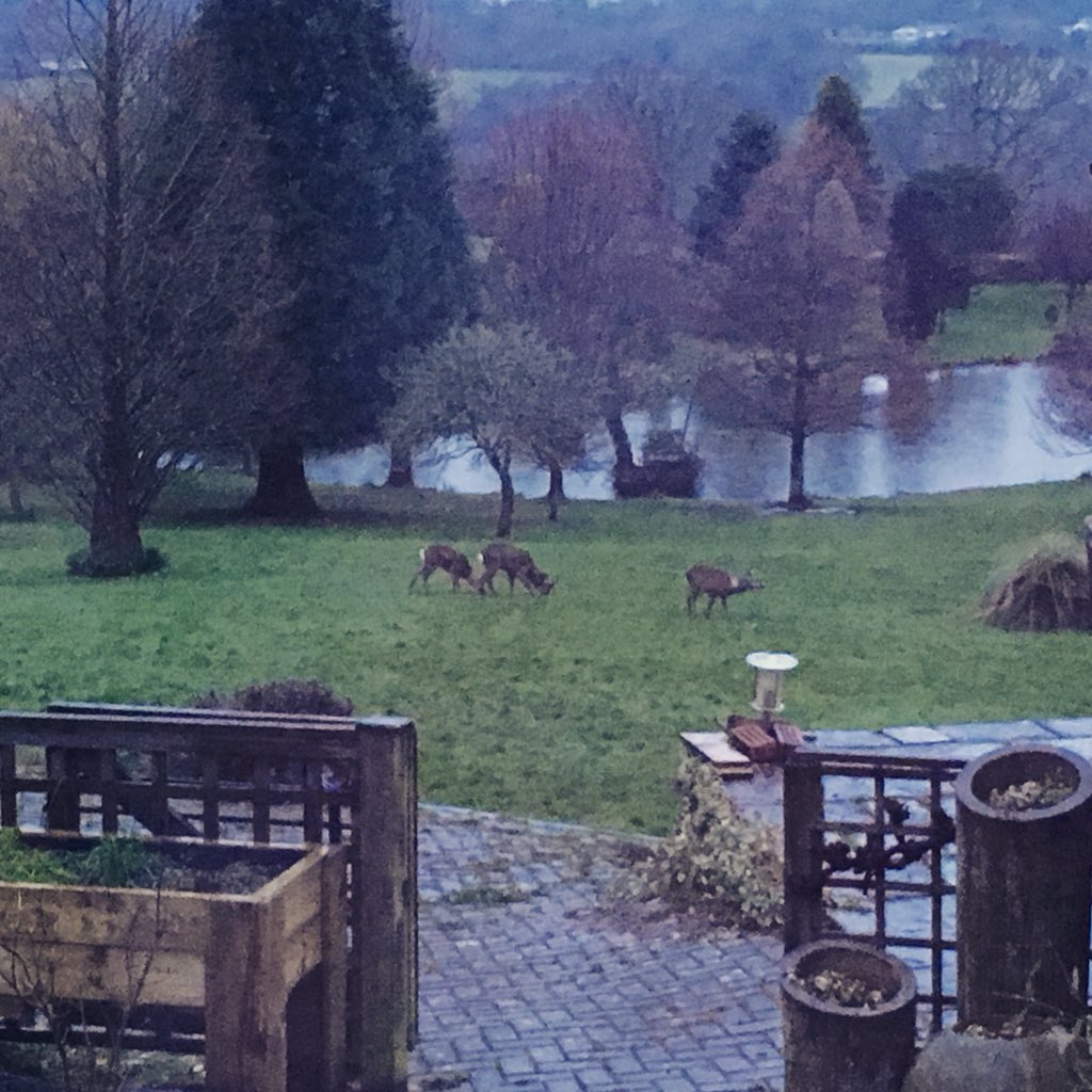 lydia_ward's tweet photo. We had some cheeky twilight visitors tonight! #devonevenings #deer 🦌 https://t.co/yvQgWzrWZg