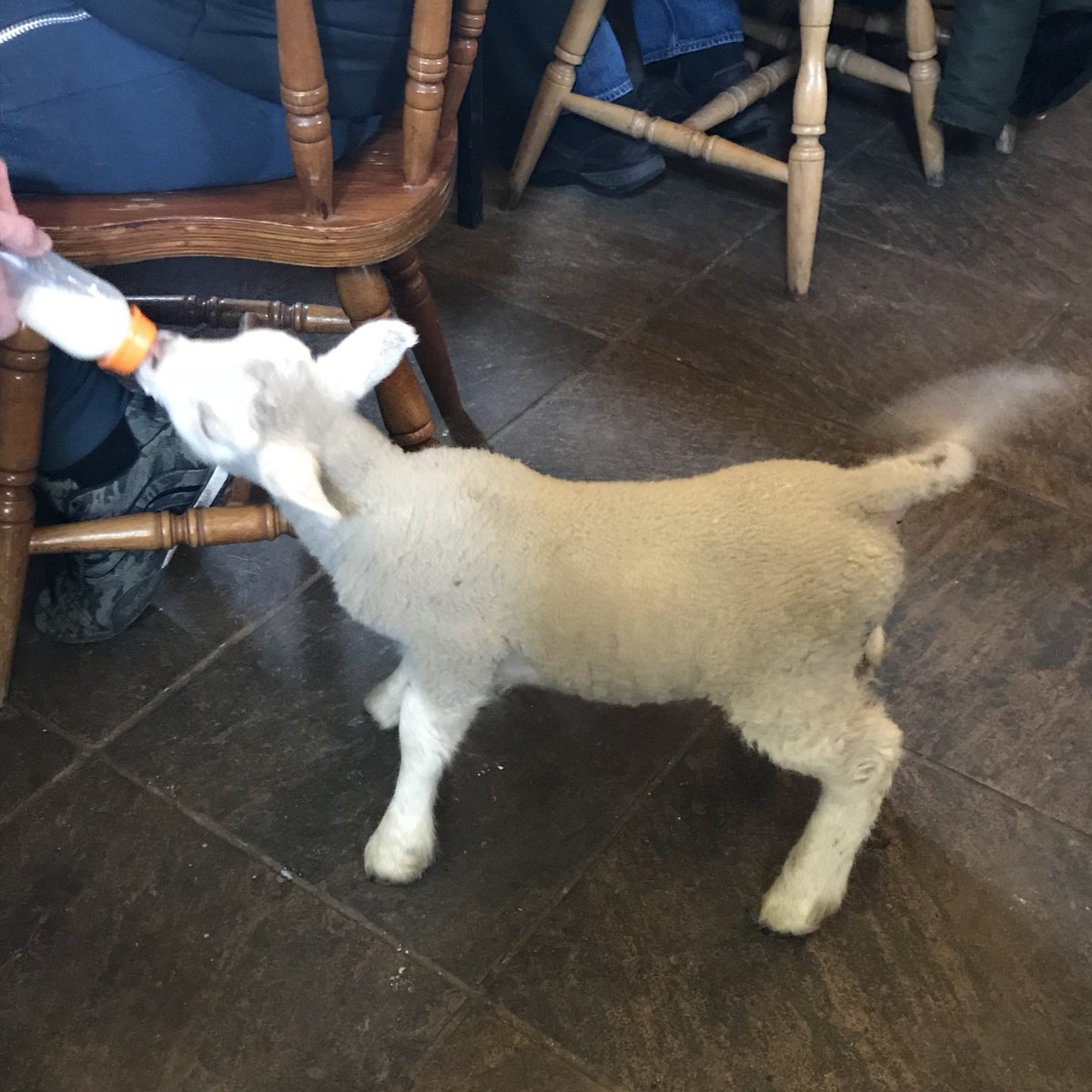MelissaEd1's tweet photo. Thank you @AlisonLoydall for a lovely post-birthday lunch at @BeauvalePriory with some uber cute unexpected guests (there was no lamb on the menu) #Nottinghamshire #creamtea #lunchdate #spring https://t.co/jHPYWkRZ6E