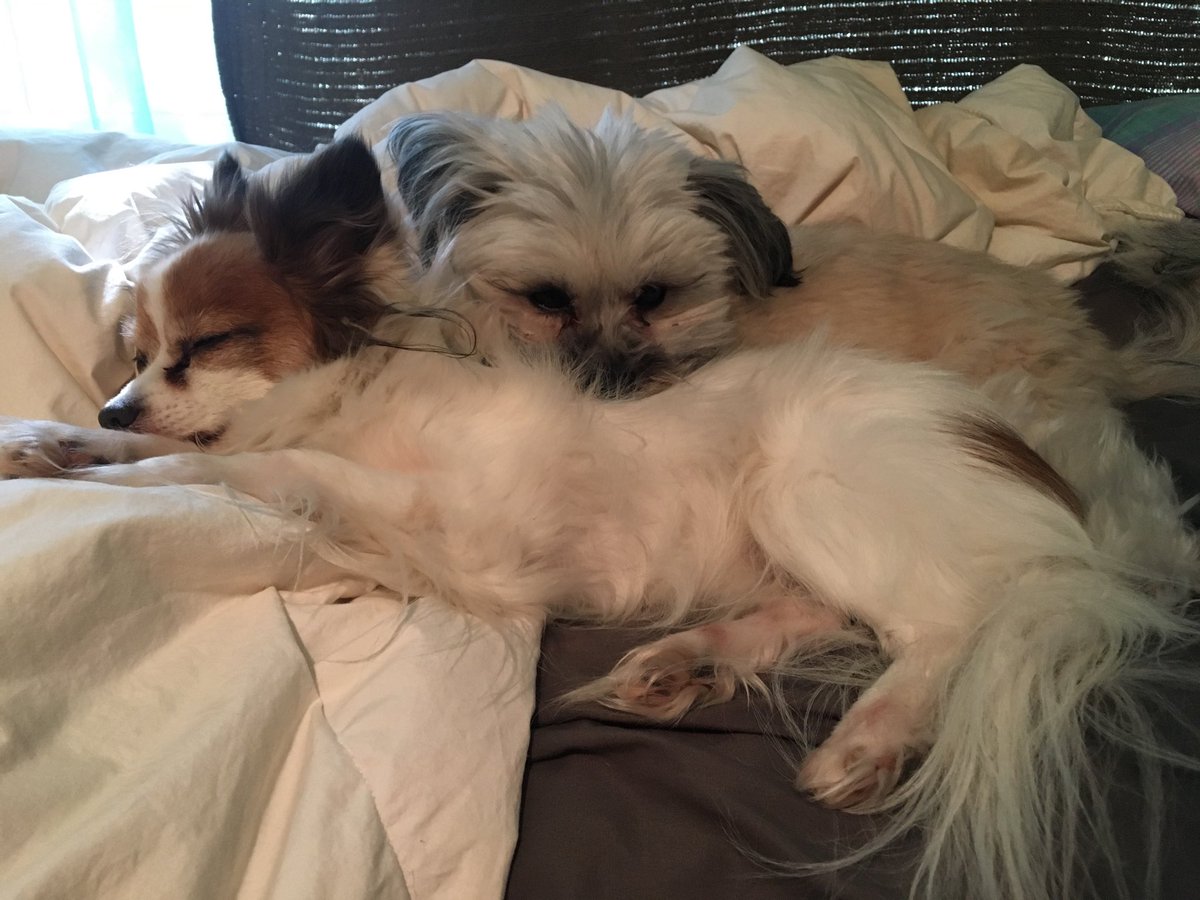 emwittmann's tweet photo. It's national puppy day! ❌⭕️❌⭕️mario &amp; bodhi https://t.co/48J4A6lFy8