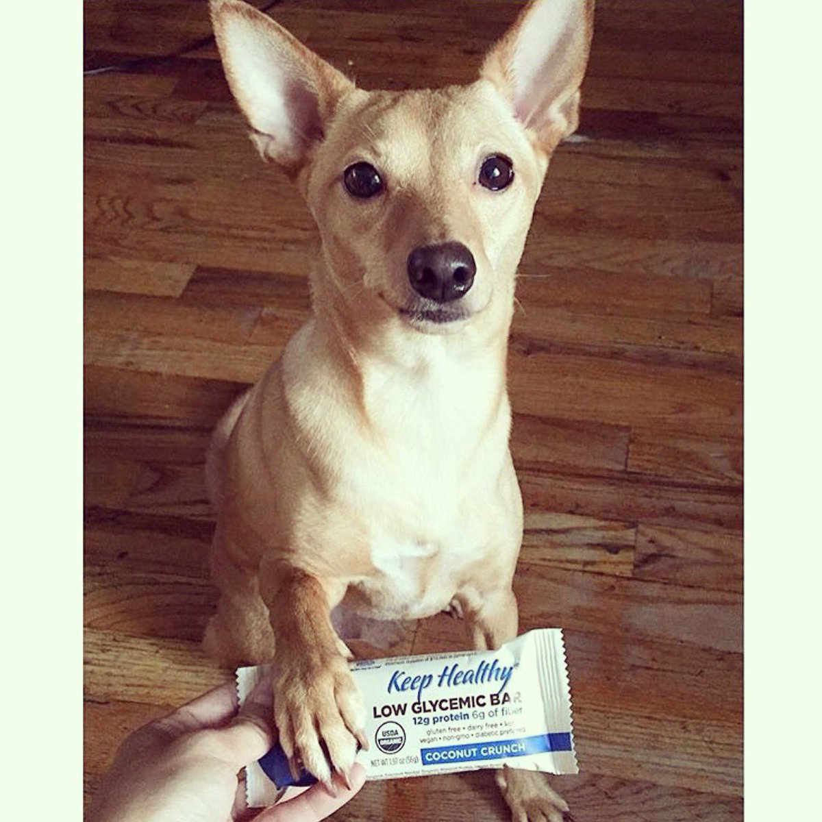 keephealthyinc's tweet photo. 🛎 Everyone meet Charlie!  In honor of #NationalPuppyDay he sent us a picture with his favorite bar!  Out Coconut Crunch Low Glycemic Bar!!  Keep them coming!  💖🐶 https://t.co/BCDOpqfwKn