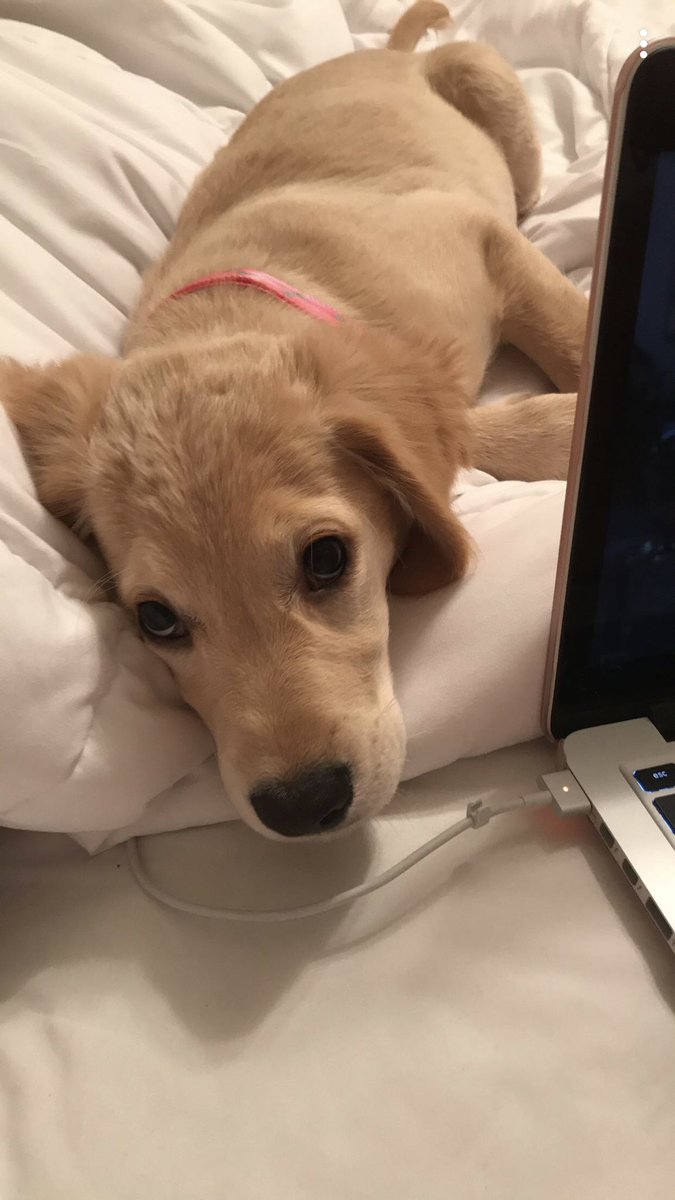 kri__h's tweet photo. #NationalPupDay Love this sweet/sassy girl!! I can’t believe how big she’s gotten😭💔 https://t.co/j2DQXTLeC4