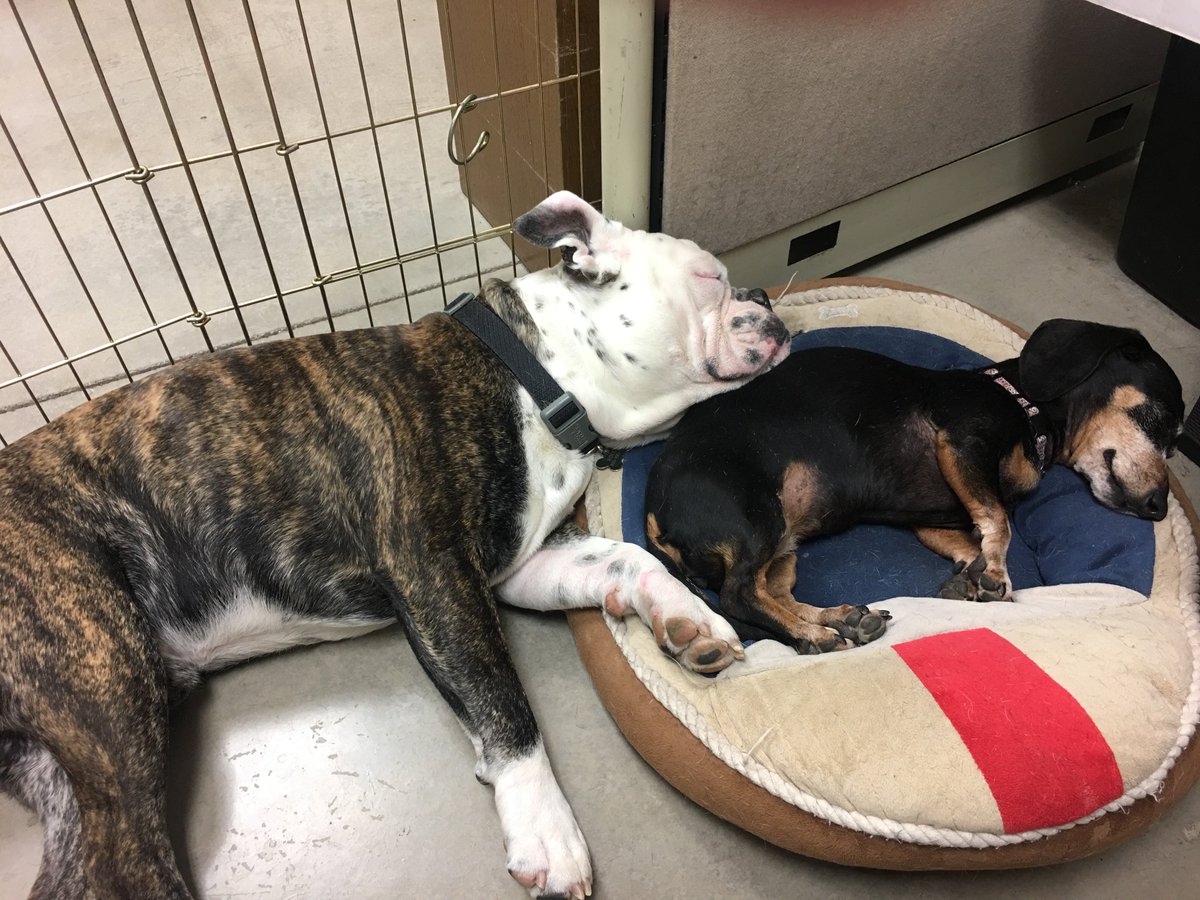 Happy National Puppy Day! We love our furry friends so much we bring them to work with us! #NationalPuppyDay #Chico #ShopDogs #FurryFriends
