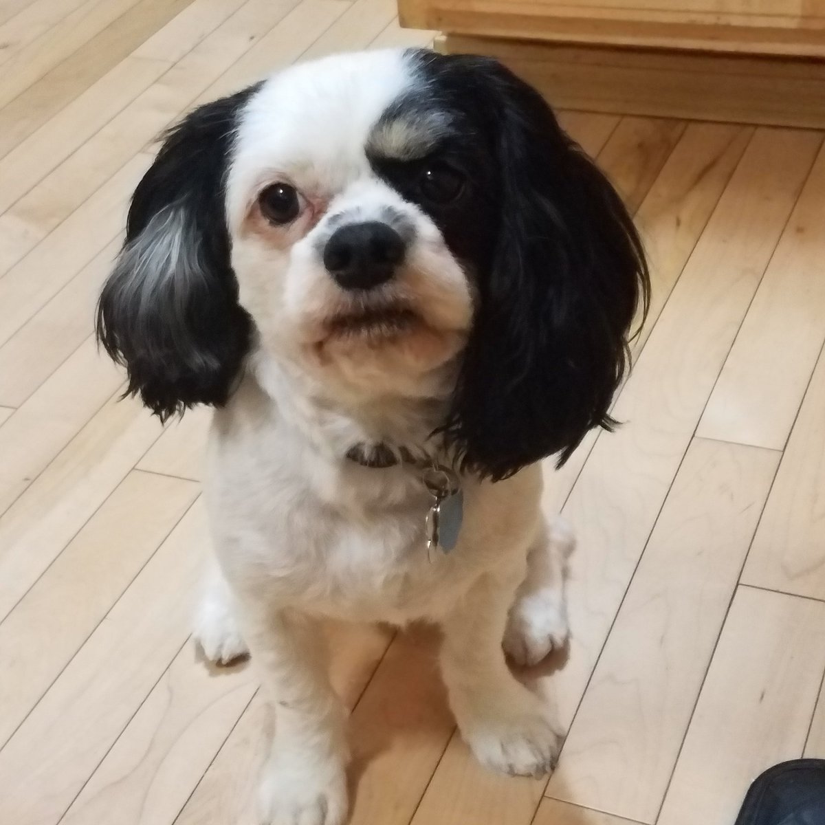 rosetdl's tweet photo. We love our little Patch! ❤🐶 #NationalPuppyDay https://t.co/Sqgoq5rmV2