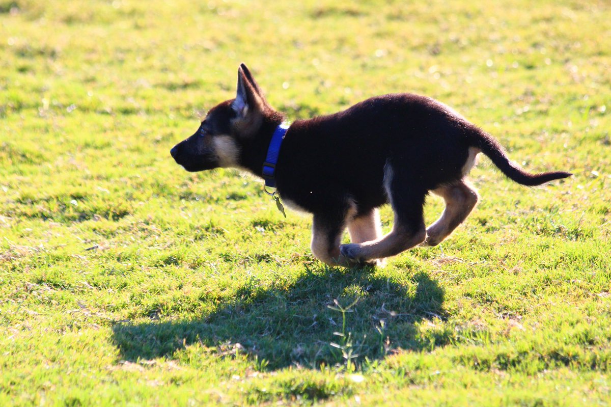 MelindaJane's tweet photo. Happy #NationalPuppyDay to my baby boy, @DrogoGSD! He was such a cute puppy! 🐶😍 https://t.co/cePiXwECd1