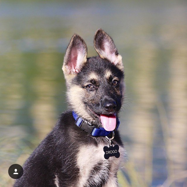 MelindaJane's tweet photo. Happy #NationalPuppyDay to my baby boy, @DrogoGSD! He was such a cute puppy! 🐶😍 https://t.co/cePiXwECd1