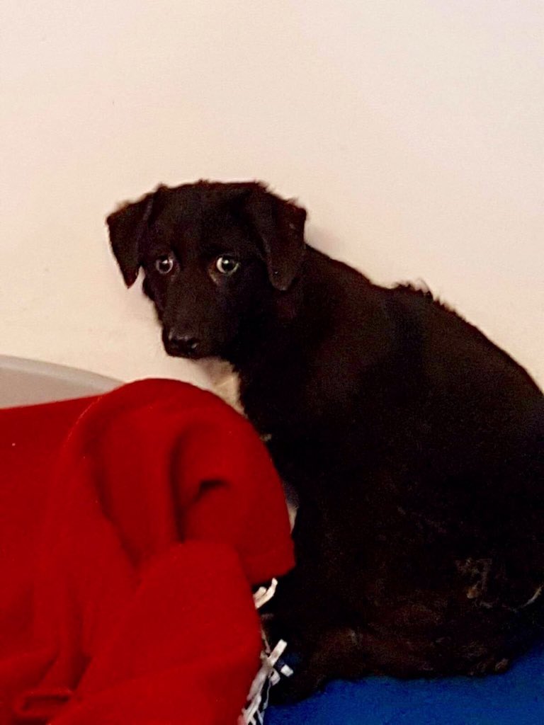 amydogsitter's tweet photo. #puppyday &amp; I couldn't resist showing how my scared @bidtosaveastray dog has grown in size and confidence in a year. Give a #rescuedog a chance- its so #rewarding (left pic she has her tongue out, right pic at the shelter when we collected her). It just takes #time &amp; #patience https://t.co/Y7Euj6fpPk