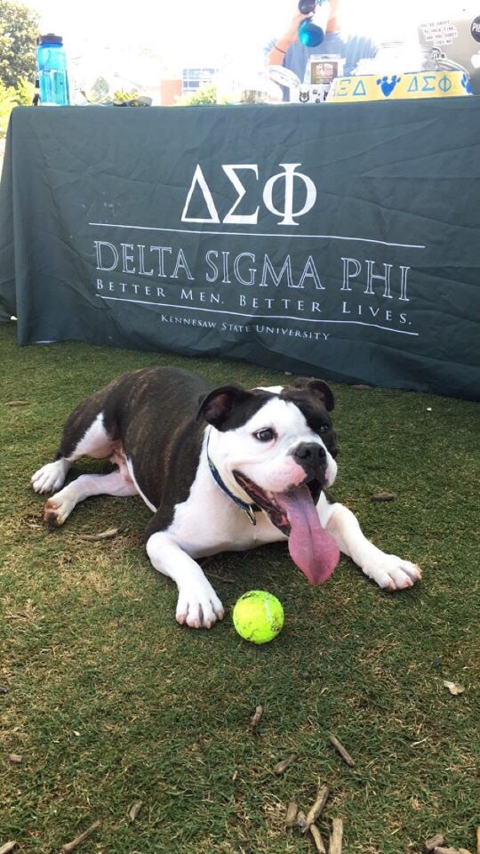 KennesawAdmit's tweet photo. Happy Friday!! It’s International Puppy Day so here’s our fraternity, @DeltaSigKSU, with their puppies on the green! #wisechoiceksu 🐶🦉 https://t.co/GcYHFEIHv5