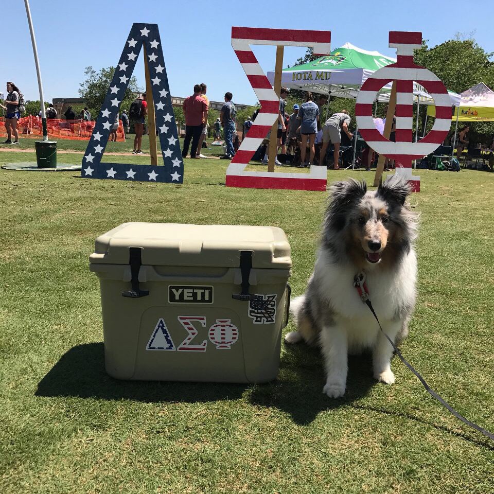 KennesawAdmit's tweet photo. Happy Friday!! It’s International Puppy Day so here’s our fraternity, @DeltaSigKSU, with their puppies on the green! #wisechoiceksu 🐶🦉 https://t.co/GcYHFEIHv5