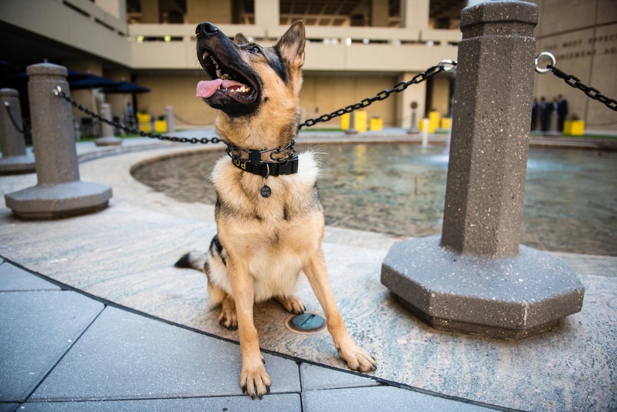 On this #NationalPuppyDay, a big thanks to our FBI canine colleagues for their hard work to help keep us safe.