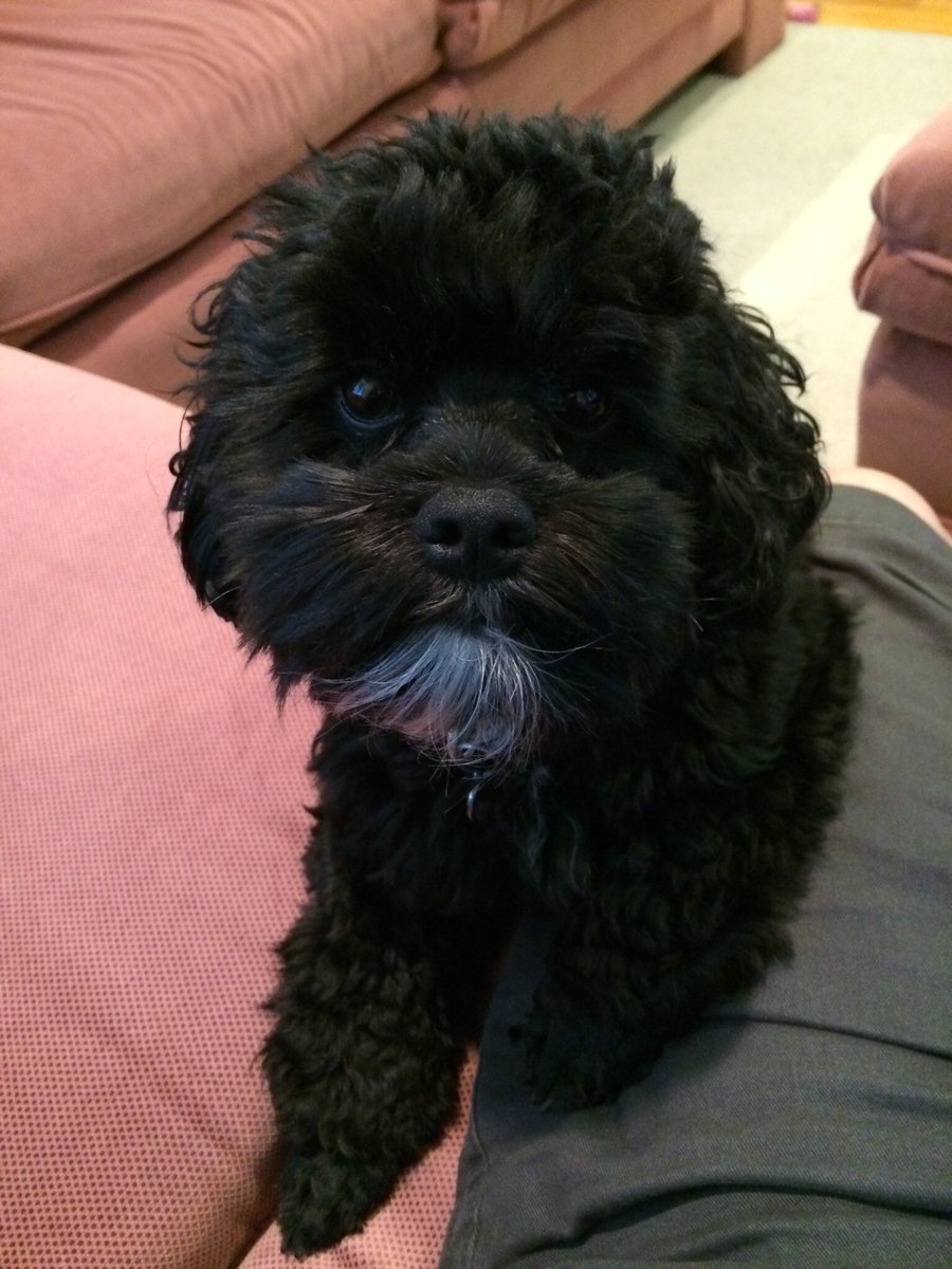 Happy #NationalPuppyDay from the <a href="/video_meeting/">VideoMeeting Corp.</a> mascot. Have a great day!!