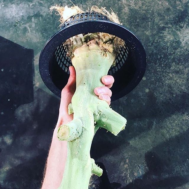 BotanaGrow's tweet photo. grab life by the ... well 😏 stalk in this case! 😝  @subdu... https://t.co/eLDk4X3FMR https://t.co/hKvrrXEsKD