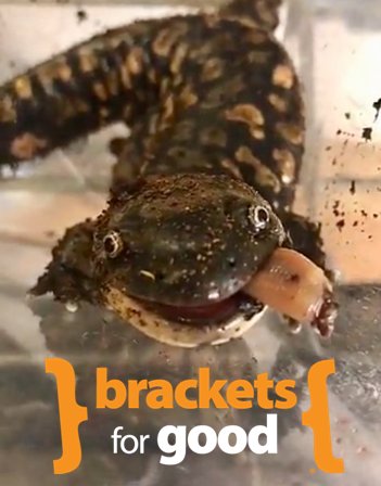 DodgeNatureCtr's tweet photo. We need to be fed points ($1 donated = 1 point) to help us get back into the game. Score for Dodge before the match ends at 7:59 p.m. tonight: https://t.co/tdpRkXGqZi
#bracketsforgood #CinderellaStory #competitivegiving #nonprofit https://t.co/z2a3Vpgc9v