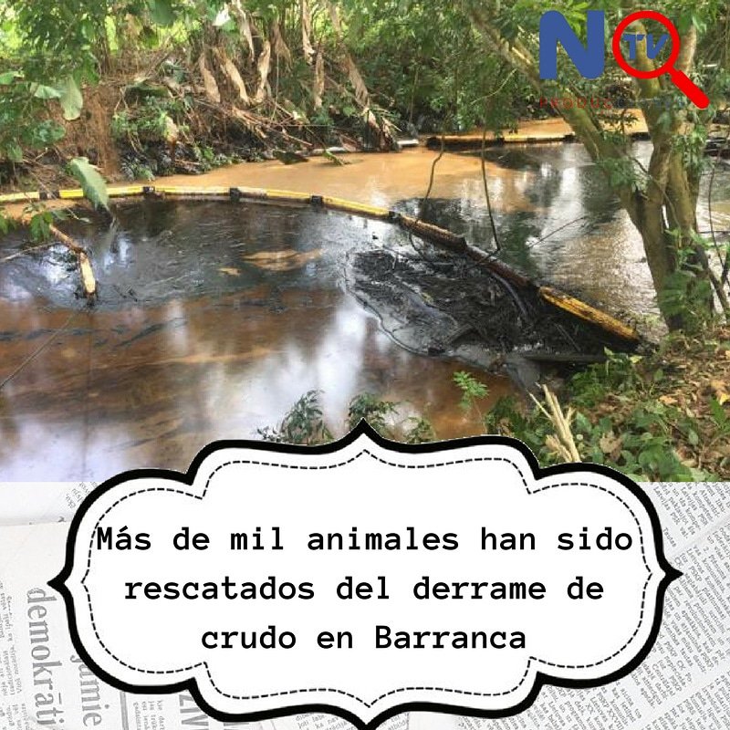 NTVpro15's tweet photo. La mortandad de especies por esta tragedia ambiental aún no se ha podido calcular. https://t.co/VUXs2RGi30