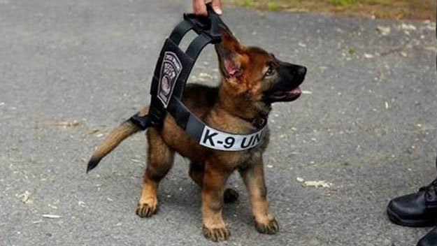 KellerWM's tweet photo. #NationalPuppyDay #K9 #Officer in Training https://t.co/cQJJREaVQC